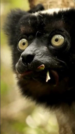 Meet the Indri: Madagascar’s Singing Lemur! 🐒🎶 #wildlifeconservation #facts #animals #vlog #shorts