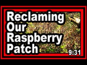 Reclaiming Our Raspberry Patch - Wisconsin Garden Video Blog 733