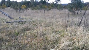 The Bush Fire Danger Period has begun in six local government areas in northern NSW. While it's not unusual to see these areas begin their bush fire season at this time of the year, what is different is the high grass fuel loads across the landscape. These grasslands have recently started to cure and dry out, accelerated by recent frosts. As grass dries out, the risk of dangerous grass fires increases. Grass fires are dangerous - they start easily and spread quickly. Check www.rfs.nsw.gov.au/gra