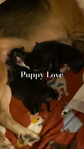 Puppy Love #explore #fypシ #chicago