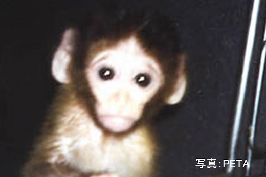 動物実験に反対する理由