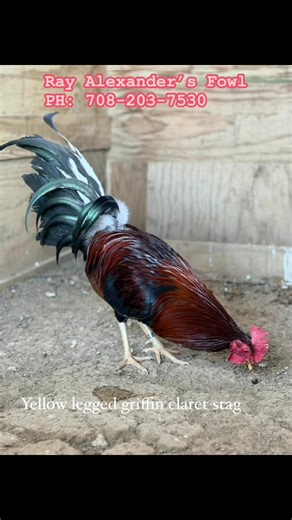 Ray Alexander’s Fowl on Reels