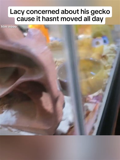 Lacy's Concern for His Unresponsive Gecko