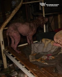 10K reactions · 2.4K shares | ❗BREAKING RESCUE❗Our Animal Rescue Team is in Florida, rescuing nearly 150 dogs, including several newborn puppies, suffering and in severe pain. Dogs were found with severe hair loss and skin conditions, and some have no apparent access to food or water. These dogs need our help NOW—please make an URGENT donation to support this rescue and to fight for ALL animals. | Humane World for Animals | Facebook