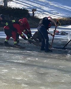 So glad they got the elk back to safety 😮‍💨💚 | Furry Tails
