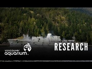 Sinking of the HMCS Annapolis