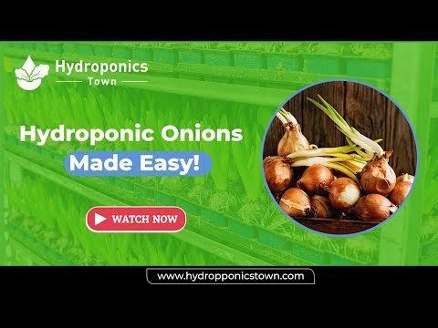 Step-by-Step Hydroponic Onion Growing for Beginners—HydroponicsTown