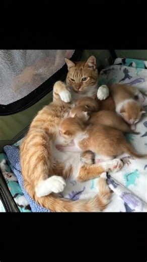 Kittens can purr when they’re just a few days old, often while nursing.