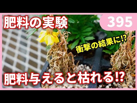 [The correct way to fertilize] Experiment with fertilizer placement by Gardening Channel 395 Gard...