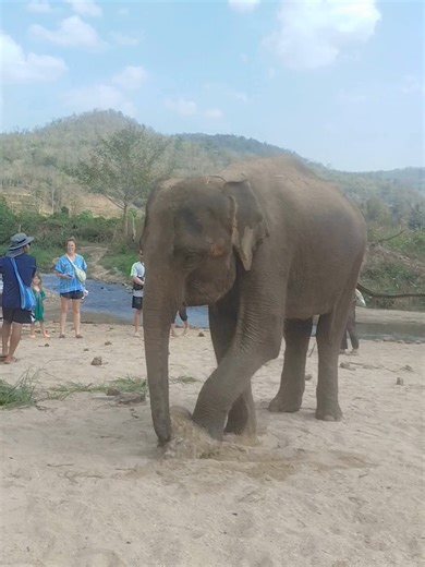 This video was filmed in the beautiful countryside of Chiang Mai, Thailand 🇹🇭, where visitors can meet incredible elephants at Elephant Freedom Project, an ethical elephant sanctuary located in the peaceful Mae Wang valley. At Elephant Freedom Project, elephants are given the freedom to live in a natural forest environment where they can roam, forage for food, bathe in the river, and interact with other elephants. Instead of elephant riding or entertainment, the focus here is on respect, conse