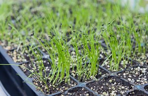 Growing Onions From Seed? It's Lower Cost, But Will Take Up To 120 Days | Horticulture Magazine