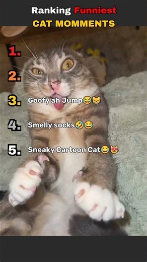 Ranking Funniest CAT MOMMENTS 🤣🤣🤣