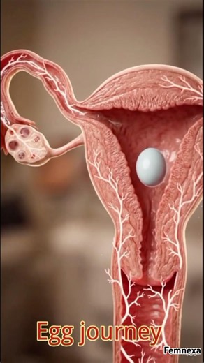 From One Tiny Cell to New Life 🔬✨only educational