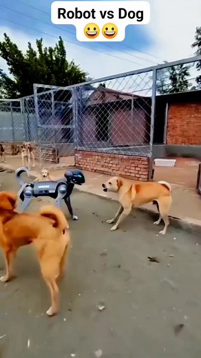 Robot vs dog #viralvideochallenge | Junior François
