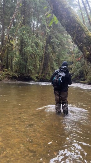 Jim Kerr; WA fly fishing guide on Instagram: "Hey, all kinds of cool stuff can happen. I have one day open next week and we just had a 3 day window pop up in March. You can go to Raincoast guides and see the calendar and book there"