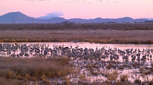 These prehistoric birds are just a short drive away! Get a sneak peek of the Sandhill Cranes before the Wings Over Willcox festival next weekend! MORE DETAILS >>https://tucsonne.ws/2LYR5wj | AZ Weekend