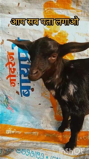 सब पता लगाओ यार मैं सुधार तो नहीं गया😂😂 #goatshorts #goatcomedy #funnyshorts #viralvideo #viral