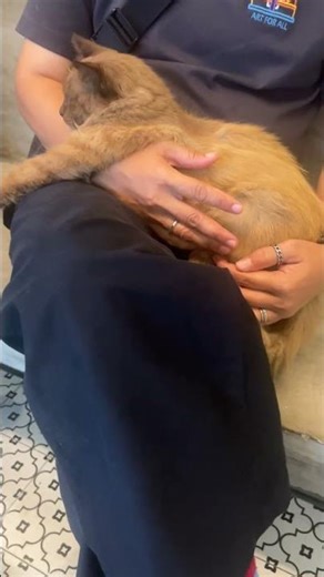Burmese Cat For Adoption - 1 Year, Monet (with Silent T) from Kajang, Selangor