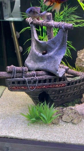 Clear seal showcase tank (2026)