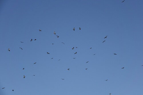Biggest night of bird migration recorded this week as millions fly through Central Texas