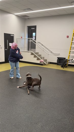 Nebraska Humane Society on Reels