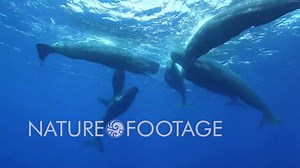 Incredible footage of a pod of Sperm whales communicating! Amazing video by NatureFootage contributor Eric Cheng Photography. Turn up the volume! To view more whale video clips visit: http://www.naturefootage.com/stock-footage/whale-footage | NatureFootage