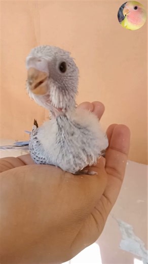 My cute baby budgie parakeet progress #shorts #birds #lovebirdsfamilies #parakeet #budgie