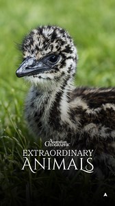 181K views · 5.7K reactions | How does Australia’s largest flightless...