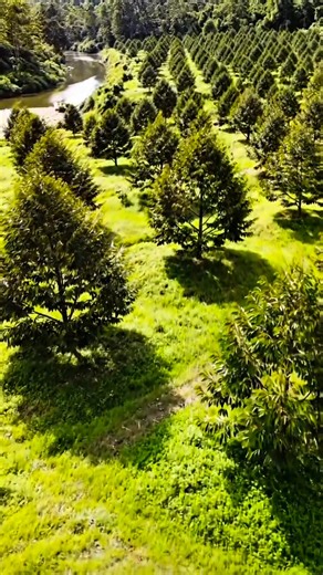 13K views · 228 reactions | Consistent care for durian trees is the...