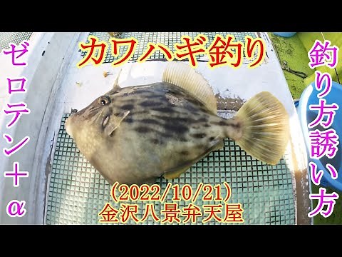 【竹岡沖でカワハギ釣り】ゼロテンでカワハギの釣り方と誘い方を検証！？