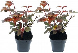 Plant in a Box - Physocarpus 'Lady in Red' - Set van 2 - struik - pot 17cm - Hoogte... | bol