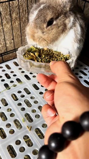 Rabbit Wonders #rabbit #bunny #sweet #fluffy #love | Rabbit Wonders