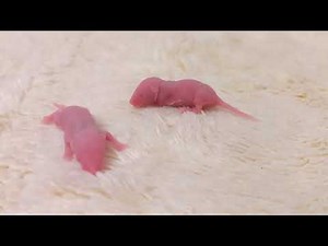 Cute pinkie mice