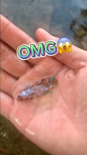 Catching betta fish in the wild#bettafishtank #betta