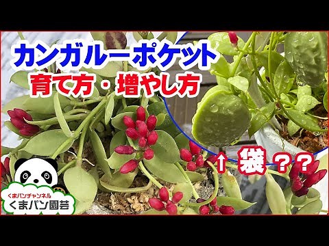 How to grow Dischidia pectenoides(Houseplants)【KUMAPAN BOTANICAL】