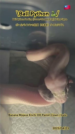 Ball Python Feeding (Frozen-Thawed Prey) | Time-lapse ボールパイソンの給餌（冷凍餌）タイムラプス 🐍#ballpython #animals