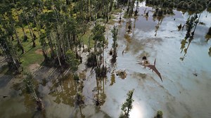 3.7K views · 26 reactions | NOUVEAU FILM IMAX® : T. REX 3D : LE PLUS...