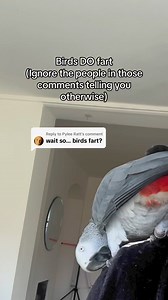 118K views · 3.7K reactions | One of his videos caused quite stir…so I thought I’d clear things up…birds DO fart  #africangrey#parrots#parrot#funny#animals#fart#pets#talkingparrot#talkingbird#animal#funnyanimal#farts#viral#fyp | Cruztheafricangrey | Facebook