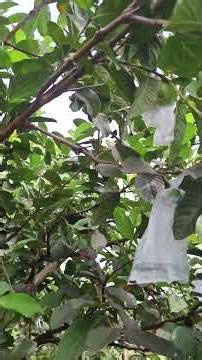 Kebun jambu kristal KM Fruit Garden Kab. PALI Part 7