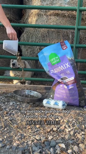 Bethany | Bed, Beth & Beyond on Instagram: "Dinner time 癩 use code BETHANY50 to get 50% off your first freshly crafted box! Link in my bio!! @openfarmpet #farm #farmlife #homestead #openfarmpartner #dogfood #dogsofinstagram #livestockguardiandog #greatpyrenees #dinner"