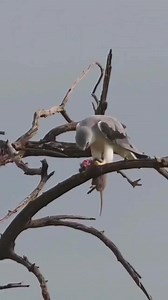 El elanio maromero (Elanus leucurus) es un ave rapaz habita ampliamente en América desde Estados Unidos hasta el sur de Brasil o Chile. En México recibe el nombre de milano coliblanco y su principal alimento son roedores como el que se aprecia en este video. | Vida animal Sin censura