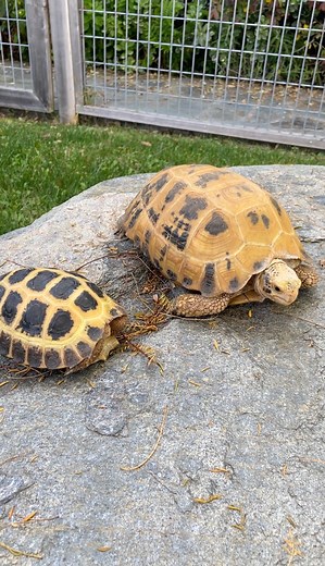 Day 2 of International Turtle and Tortoise Week; The Forstens Tortoise! We often think of tortoises and herbivores that opt for whatever vegetation or leafy greens they can graze. But the Forstens Tortoise breaks the mold with their unqiue omniverous diet that also includes invertebrates, carrion, and even mushrooms! #reptile #reptiles #reptilelove #reptilelover #reptilekeeper #reptilefanatics #reptilesofinstagram #turtle #turtles #turtlepower #turtleturtle #turtlesofinstagram #tortoise #tortois