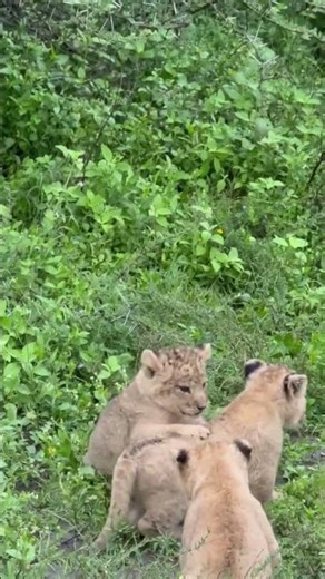 In childhood, brothers are very happy like lion cubs. *"* #wildlife #trending #viral #lion