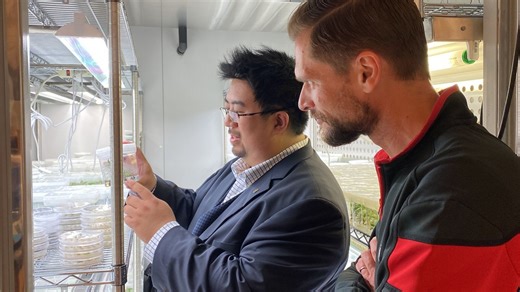Trees of the future are being grown at N.C. State