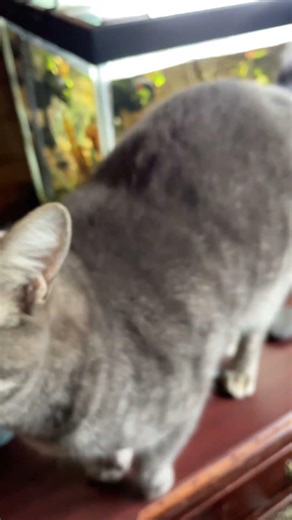 Trying to film the Corydoras but the cat had other ideas. #pets #aquarium #cats #corydoras