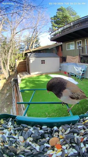 First Bird Visiter at my new Smart Bird Feeder! #birdwatching #backyardbirds #wildlife #nature