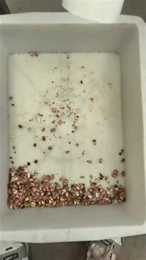 Peanut Color Sorter#machine #factory #peanut