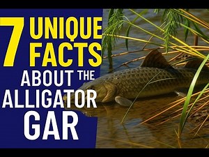 7 Unique Facts About the Alligator Gar 🐊 | The Ancient River Monster of America