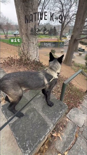 Control is more important than aggression #belgianmalinoispuppies