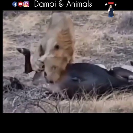 The lion ate the testicles of the buffalo 🤣 😴